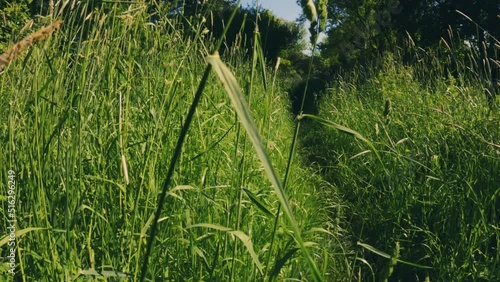 Walking, sneaking or crawling through tall green grass. Animals point of view.