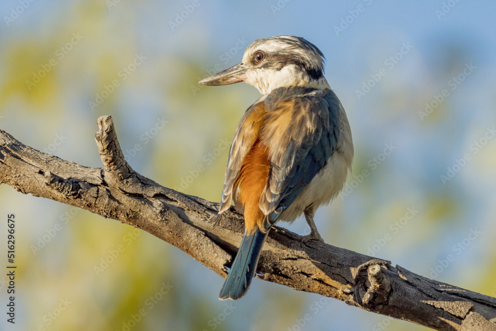 Red-backed Kingfisher in Queensland Australia
