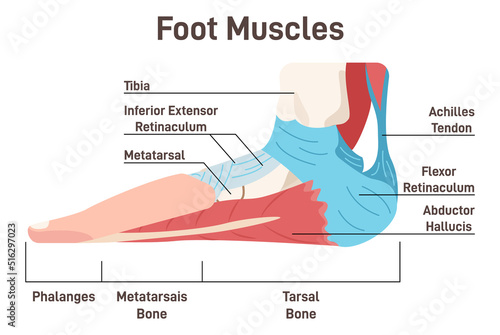 Foot muscles and tendons. Anatomy of leg and foot, human