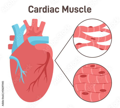 Cardiac muscle fibers' structure. Heart muscle tissue, anatomy