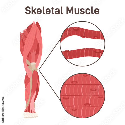Skeletal muscle structure. Leg muscle anatomy, didactic scheme.