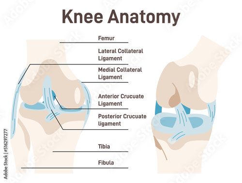 Human knee anatomy. Anatomical structure of the healthy human knee