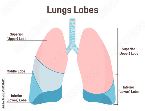 Lungs lobes anatomy. Respiratory system main organ structure
