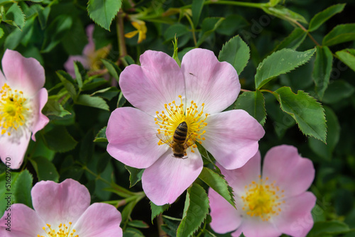 Foto Honey bee Apis Mellifera is collecting pollen on white flower of bush dog rose