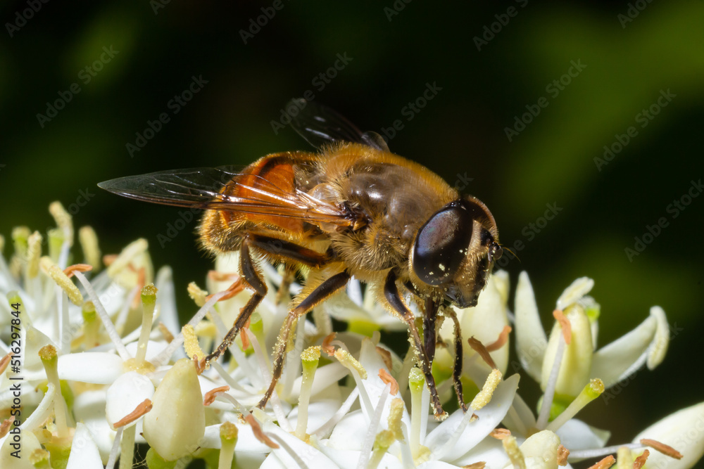 Closeup on a common drone fly, Eristalis tenax, feeding on white blackthorn flowers , prunus spinosa Closeup on a common drone fly, Eristalis tenax, feeding on white blackthorn flowers , prunus spinosa