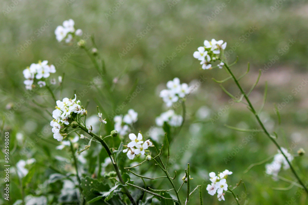 Fototapeta premium flowers in the field