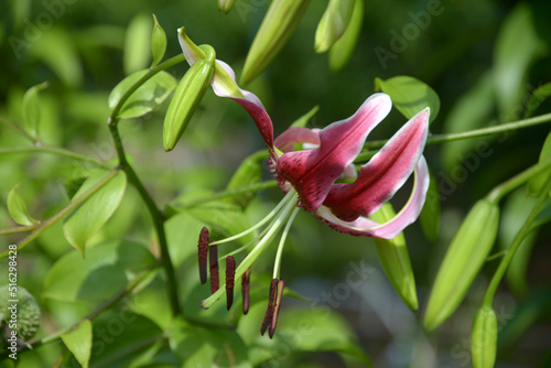 カノコユリ　ブラックビューティー