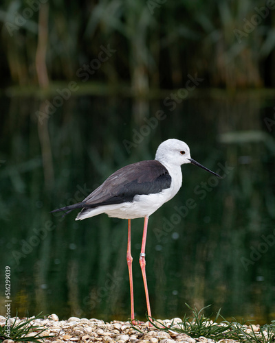 close up of a stilt bird standing at edge of pond lake