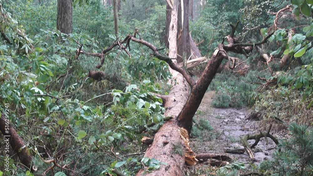 Broken fallen tree trunk in the forest after a storm. Broken fallen tree trunk in the forest after a storm.