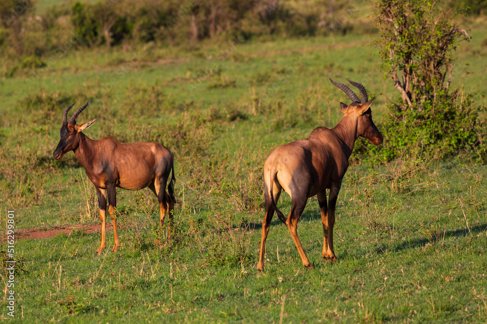 Two topi antelopes standing on the grassland in savannah. Masai Mara national park, Kenya Two topi antelopes standing on the grassland in savannah. Masai Mara national park, Kenya