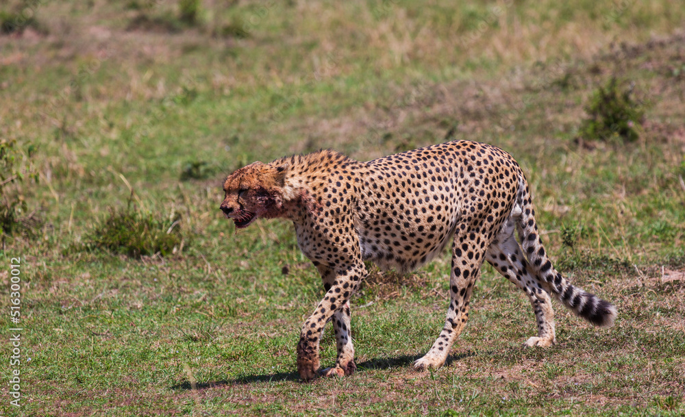 Obraz premium Cheetah with full stomach walking after the meal on the grass in savannah. Masai Mara national park. Kenya