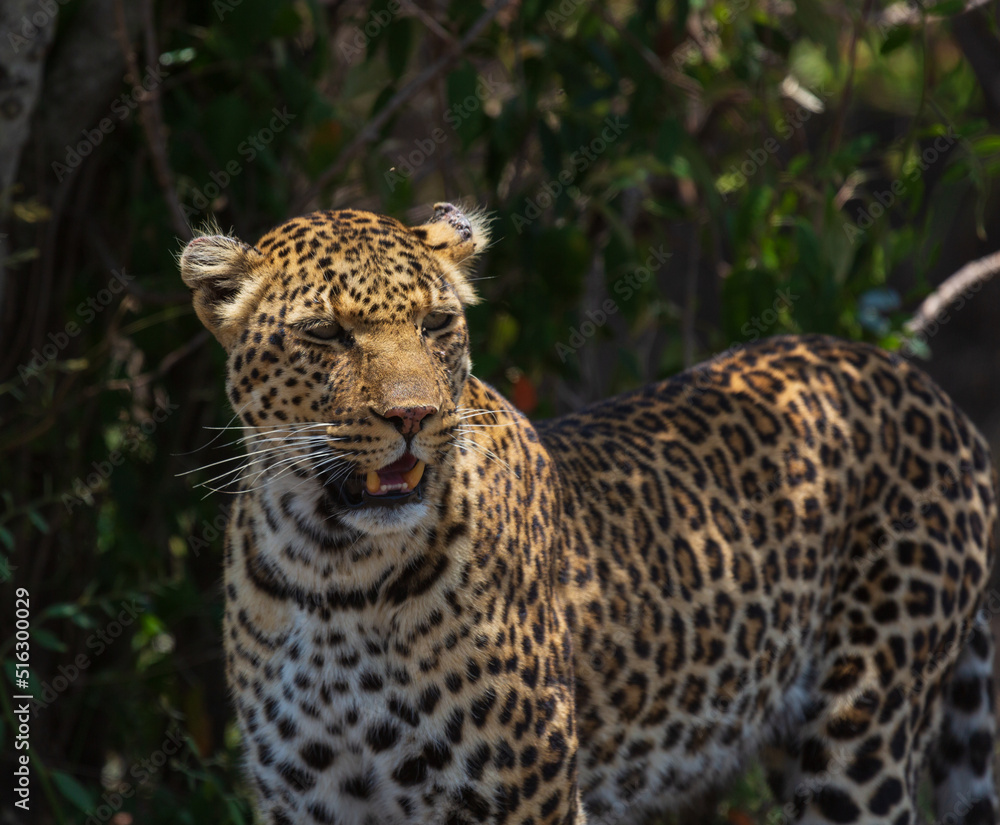 Portrait of leopard with open mouth and teeth in the bush. Masai Mara national park, Kenya Portrait of leopard with open mouth and teeth in the bush. Masai Mara national park, Kenya
