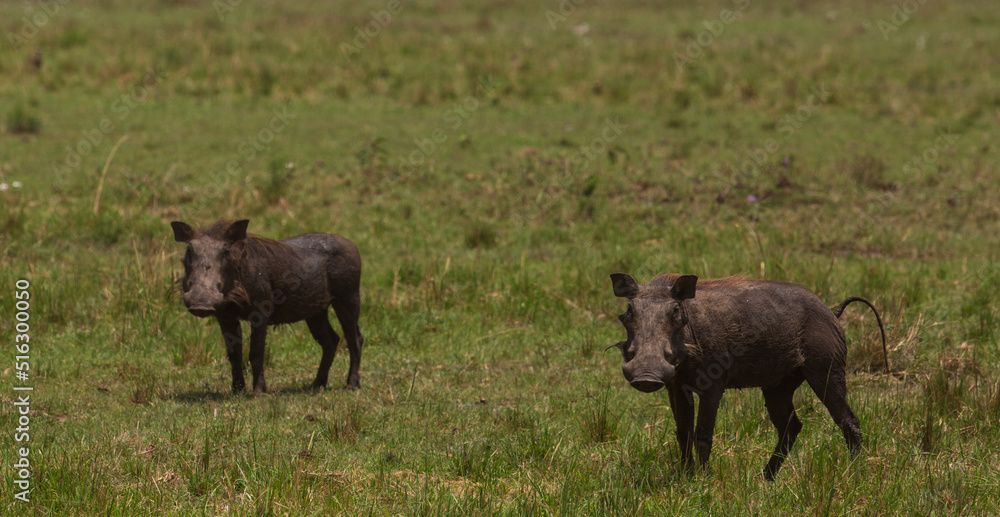 Fototapeta premium Two warthogs on the grass in savannah. Masai Mara national park, Kenya