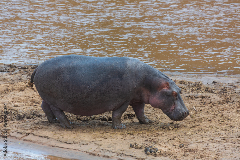 Large hippo walking on the shore near river. Masai Mara national park. Kenya Large hippo walking on the shore near river. Masai Mara national park. Kenya
