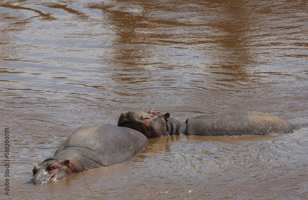 Fototapeta premium Two hippos lying in the water. Masai Mara national park. Kenya