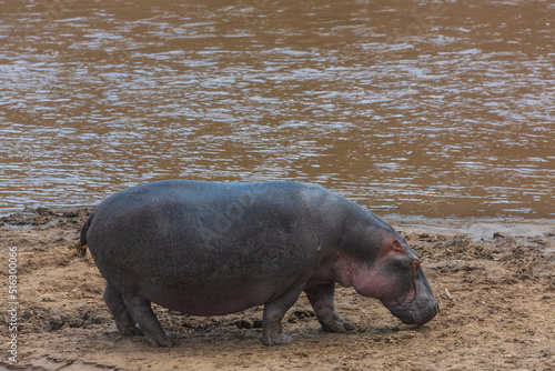 Large hippo walking on the shore near river. Masai Mara national park. Kenya