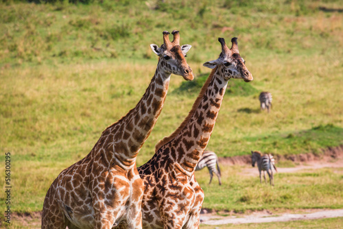 Two giraffes standing near each other on the grass in savannah during the mating period. Masai Mara national park, Kenya © Анастасия Смирнова