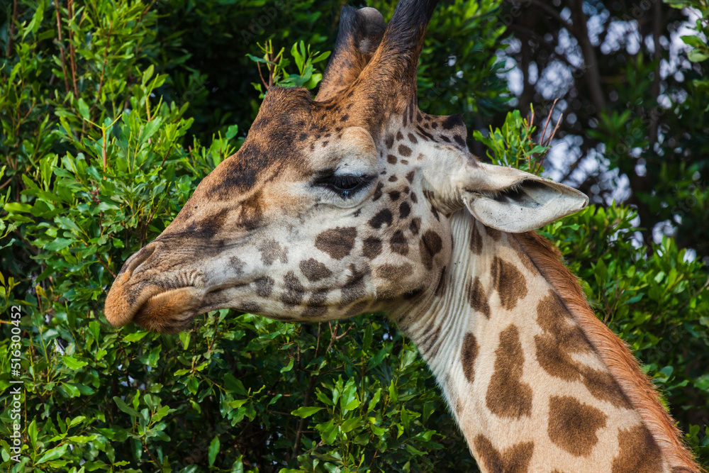 Giraffe eating tree leaves. Close-up portrait. Masai Mara national park, Kenya Giraffe eating tree leaves. Close-up portrait. Masai Mara national park, Kenya