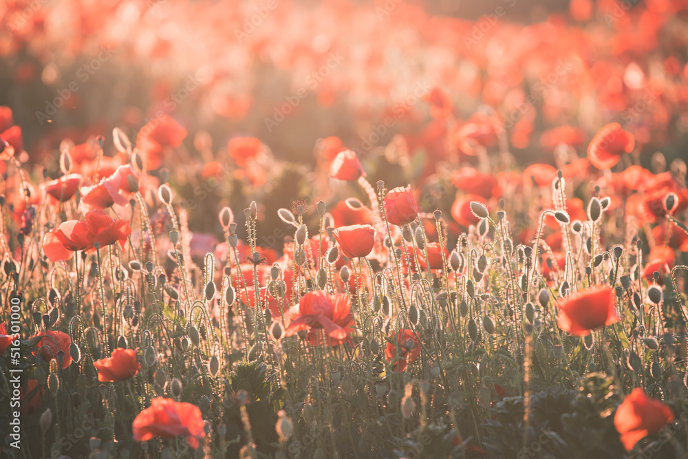 Obraz premium Beautiful field of red poppies in the sunset light.