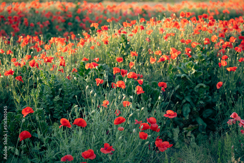 Beautiful field of red poppies in the sunset light. Beautiful field of red poppies in the sunset light.