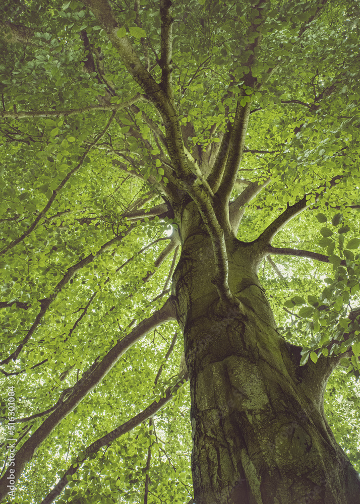 Obraz premium Looking up through the branches of a Beach Tree at Powderham Castle in Devon