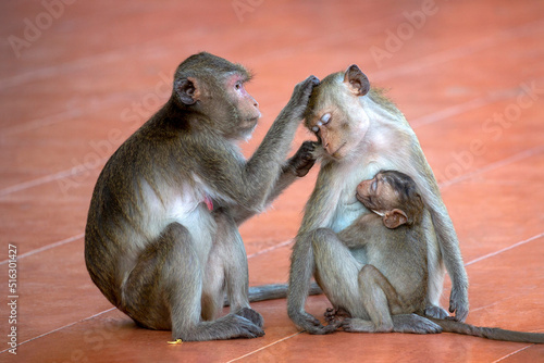 The love and warmth of the monkey family. © MrPreecha
