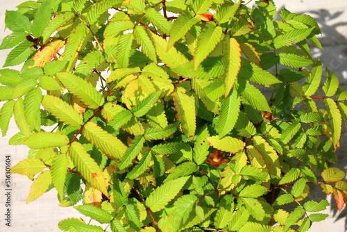 malina ponętna malinotruskawka rubus illecebrosus photo