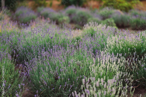 Ripe lavender bushes in the botanical garden. Lavender meadow  field. Purple flowers