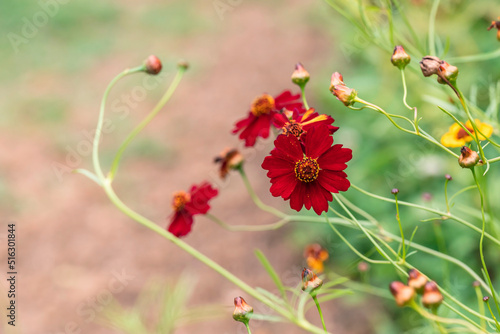 a close up of a Coreopsis tickseed red flower
