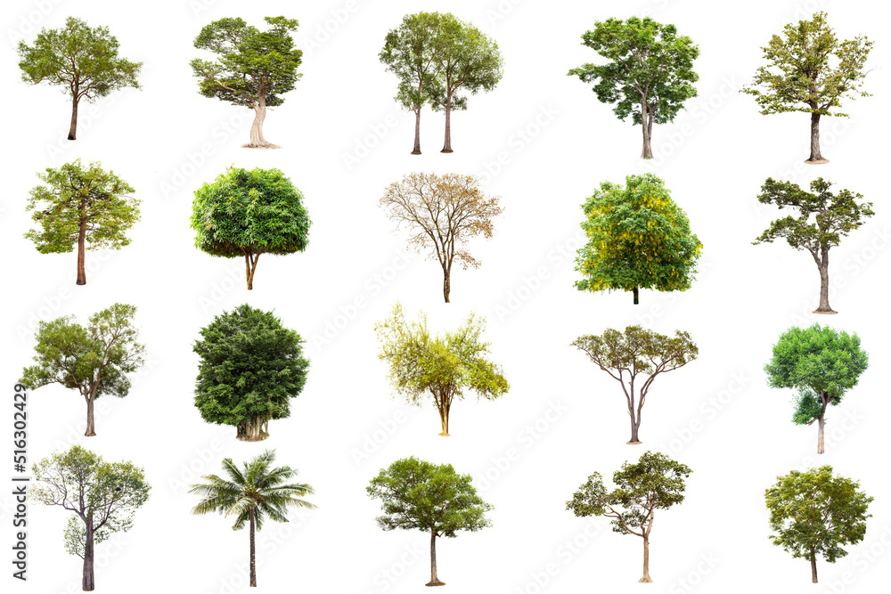 Fototapeta premium Isolated big tree on white background ,The collection of trees.Large trees database Botanical garden organization elements of Asian nature in Thailand, tropical trees isolated used for design,