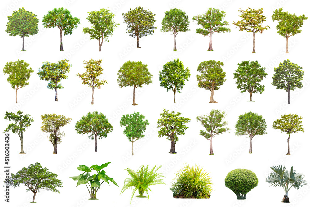 Fototapeta premium Isolated big tree on white background ,The collection of trees.Large trees database Botanical garden organization elements of Asian nature in Thailand, tropical trees isolated used for design,