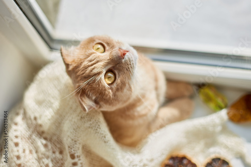Scottish fold ginger cat lying on windowsill at home, Autumn lazy weekend cat at home.