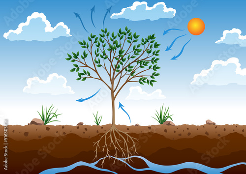 Photosynthesis process. Tree produce oxygen using rain and sun. Diagram showing process of photosynthesis in plant. Colorful biology scheme for education in flat style