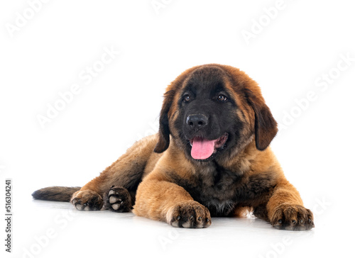 puppy Leonberger in studio