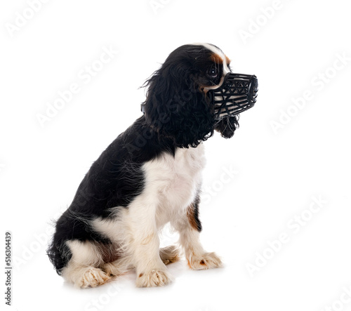 Photo puppy cavalier king charles and muzzle