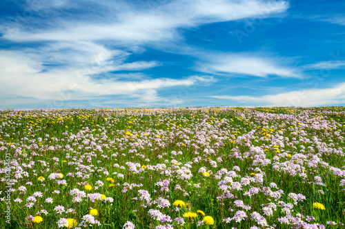 Spring meadow with yellow dandelion and white cuckoo flowers under blue sky. Copy space