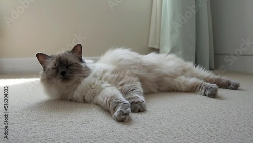 Sweet and sleepy white ragdoll cat lying on the floor. Cat slowly opens and closes eyes in tired sleepy way