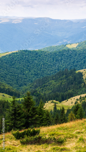 forested hills of carpathian mountain landscape. view in to the distance. cloudy sky on a sunny summer day. beautiful nature background