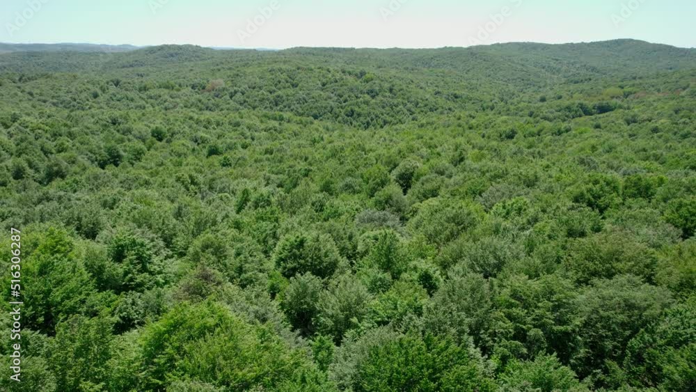 longoz forests in Igneada, Kirklareli, Turkey longoz forests in Igneada, Kirklareli, Turkey