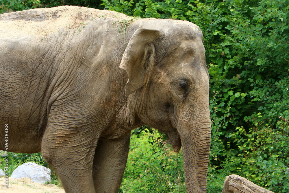 Fototapeta premium Big elephant lives in the zoo