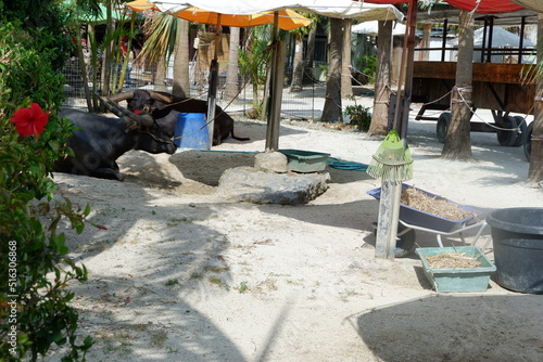 Resting two water buffalo in the shade