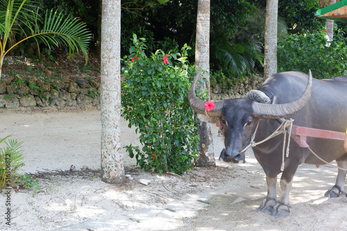 A black water buffalo wearing a hibiscus flower