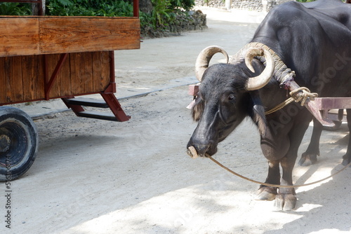 A black water buffalo drawing an ox cart