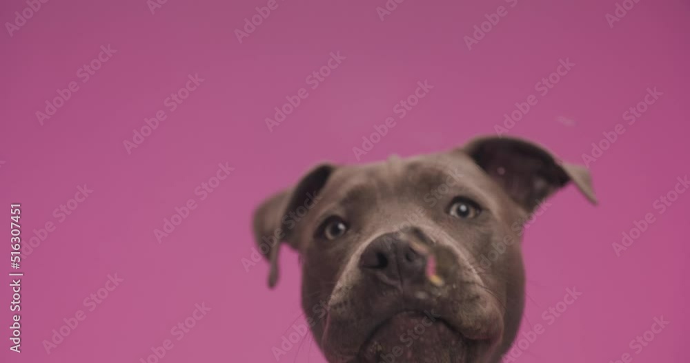 project video of hungry little amstaff dog with tongue exposed licking transparent plexiglass in front of pink background project video of hungry little amstaff dog with tongue exposed licking transparent plexiglass in front of pink background