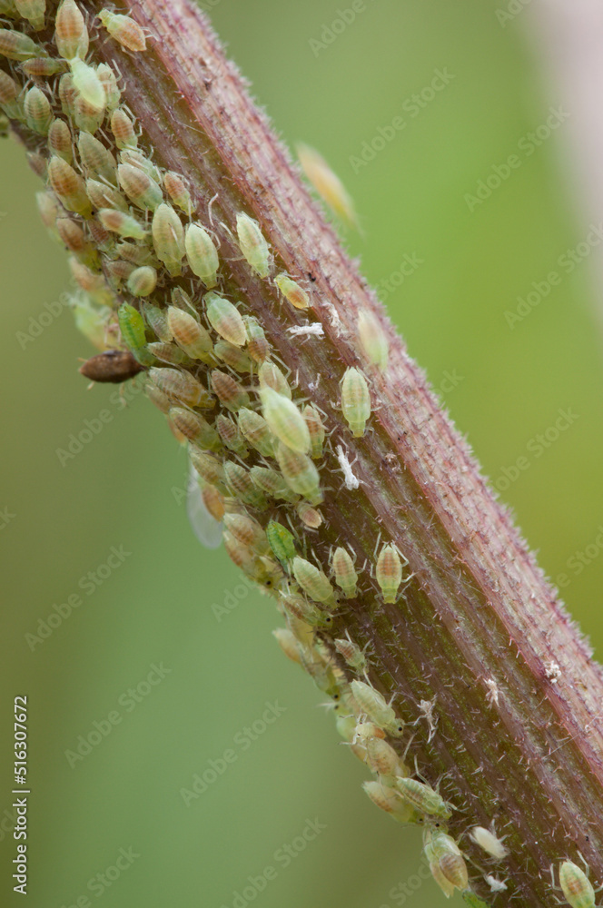 Naklejka premium green Aphids on rose stems, close-up, selective focus.