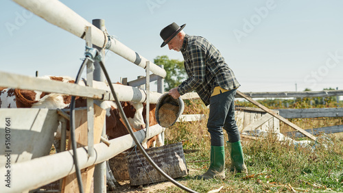 Male farmer feeding milk cows on farm or ranch