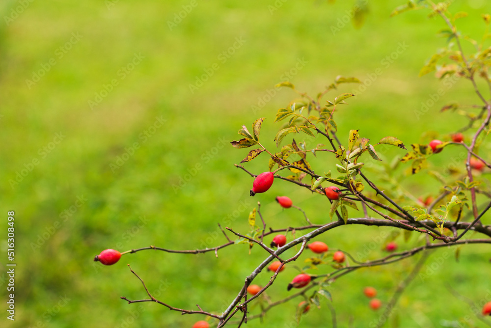 Autumn blurred background with ripe rose hips in the foreground