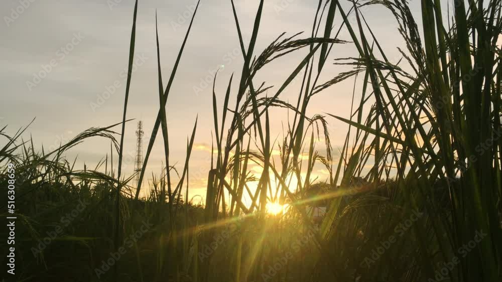 Rice paddy in rice field rural with cloud sky in daylight, Green field rural countryside, Paddy rice with green field Rice paddy in rice field rural with cloud sky in daylight, Green field rural countryside, Paddy rice with green field