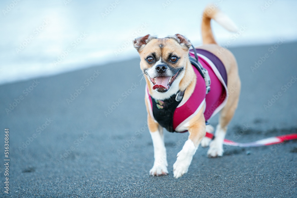 海岸を散歩するミックス犬