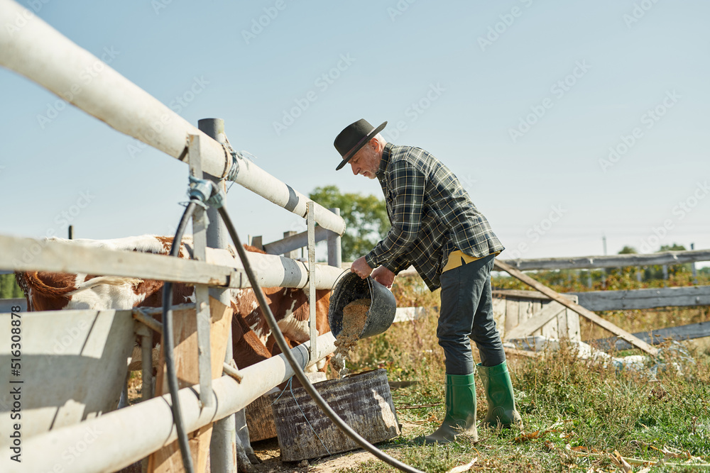 Farmer pouring feed from bucket for feeding cows Farmer pouring feed from bucket for feeding cows